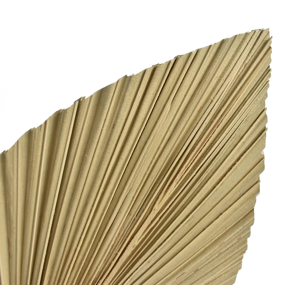 2PCS Palm Fan Leaf Dried Flower Mini Palm Leaves Home Decor - NON BRANDED SUPERMARKET